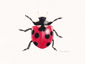 Zeichnung eines Marienkäfers, die mit Buntstift und Tusche erstellt wurde.