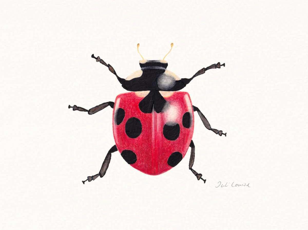 Zeichnung eines Marienkäfers, die mit Buntstift und Tusche erstellt wurde.