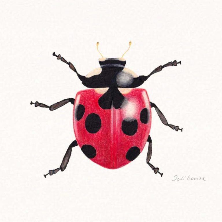 Zeichnung eines Marienkäfers, die mit Buntstift und Tusche erstellt wurde.