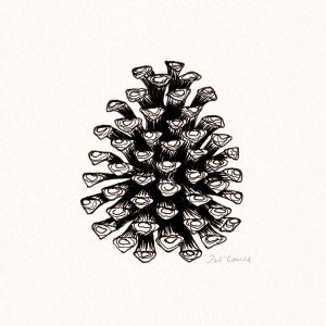 Zeichnung eines Tannenzapfens in schwarzer Tusche auf Papier.