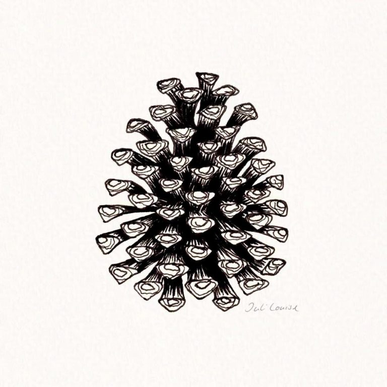 Zeichnung eines Tannenzapfens in schwarzer Tusche auf Papier.