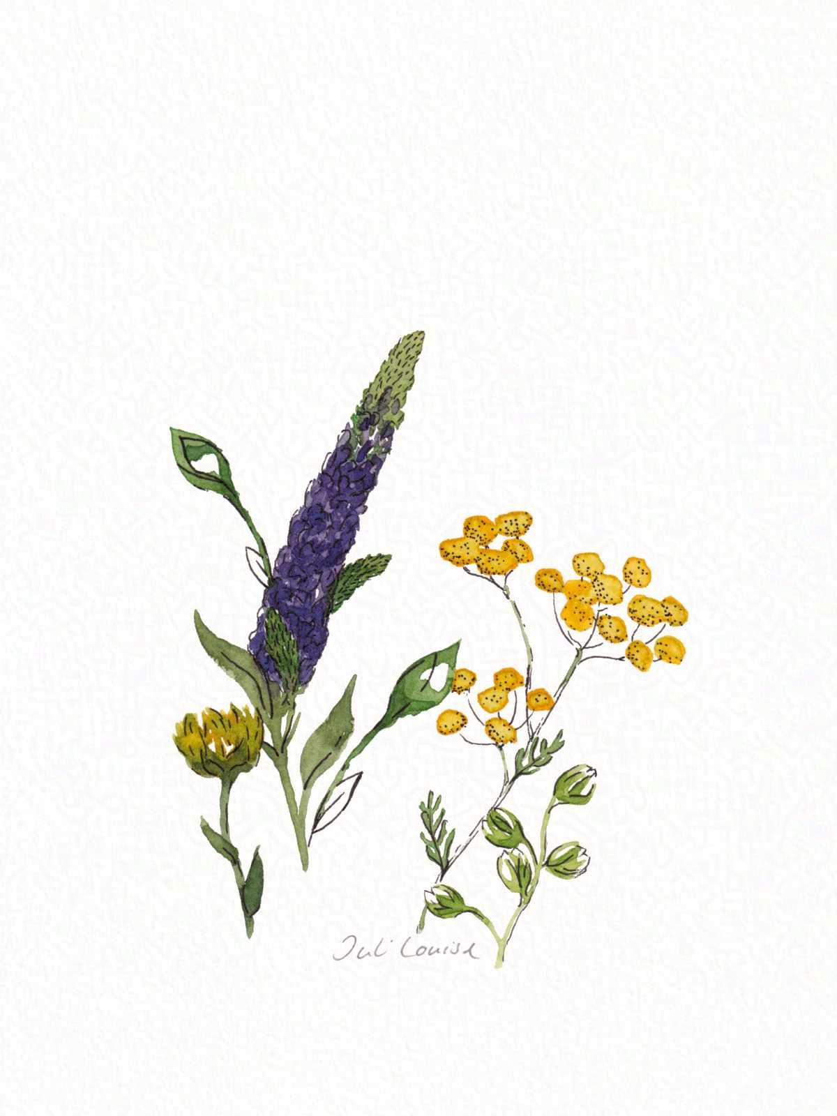 Handgezeichnete Illustration in Aquarellfarben und Tusche, die lila und gelbe, sommerliche Wildblumen zeigt.